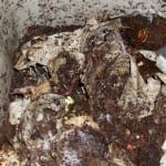 Worm Composting: An Inexpensive, Easy Way to Nourish Your Garden