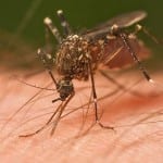 7 Natural Mosquito Repellents to Stay Safe and Happy Outdoors