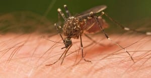 diy mosquito repellent