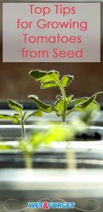 Grow tomatoes from seed sucessfully with these tips!