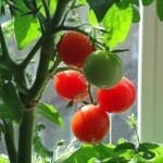How to Grow Tomatoes from Seed for an Inexpensive, Fruitful Garden