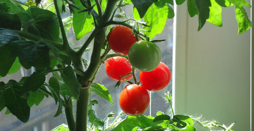growing tomatoes from seed