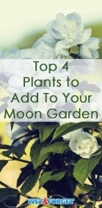 Create a beautiful moon garden by adding these 4 plants to your backyard!
