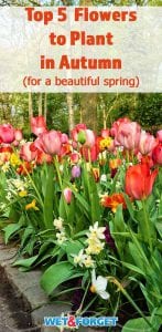 Need planting ideas for your garden? Try planting one of these 5 flowers for a beautiful spring.