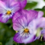 These 5 Delicious Edible Flowers Add Beautiful Flavor to Your Garden