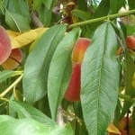 Preserve Peaches After Summer Harvest