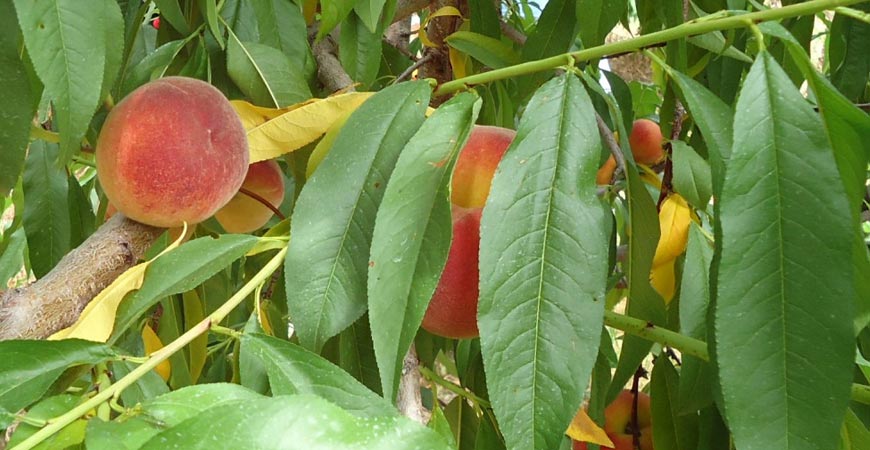 Preserve Peaches After Summer Harvest