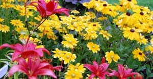 summer perennial flower garden