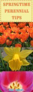 Before you start your gardening this season, check out our springtime perennial tips!