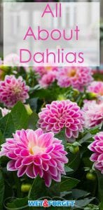 Learn about the different types of dahlias and how to brighten your garden easily!