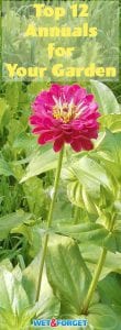 These annuals will make a wonderful addition to your garden! We included annuals that thrive in a wide variety of different climates.