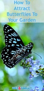 Attract more butterflies to your garden with these clever tips and tricks!