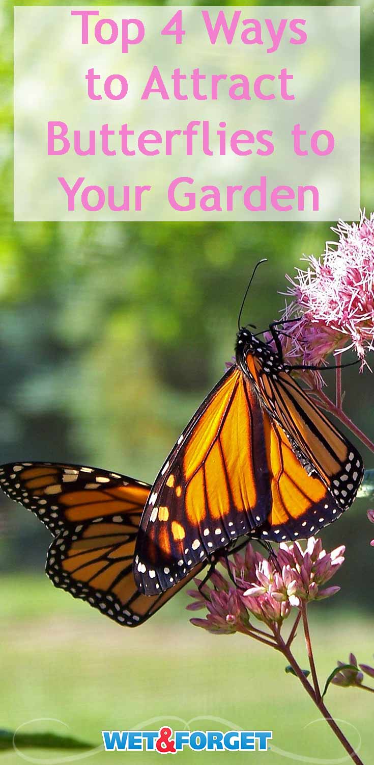 Ask Wet & 4 Super Ways to Attract ButterfliesLet Nature Beautify Your Garden! Ask Wet