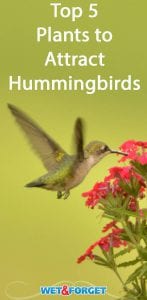 Invite hummingbirds to your yard by adding these 5 plants ot your garden!