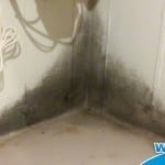 FAQ: What if new Mold Growth Occurs after I use Wet & Forget Indoor?