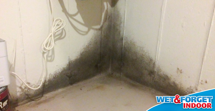 remove basement mold from rainwater