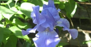 bearded iris flower