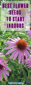 Although your garden may not be very colorful this time of year, it's the best time to buy flower seeds for the upcoming spring! Start these flower seeds inside to plan ahead for a beautiful garden this spring.