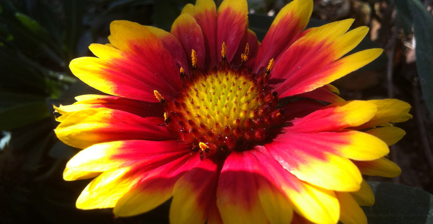 beautiful yellow and red flower