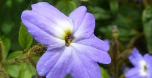 beautiful browilla flower