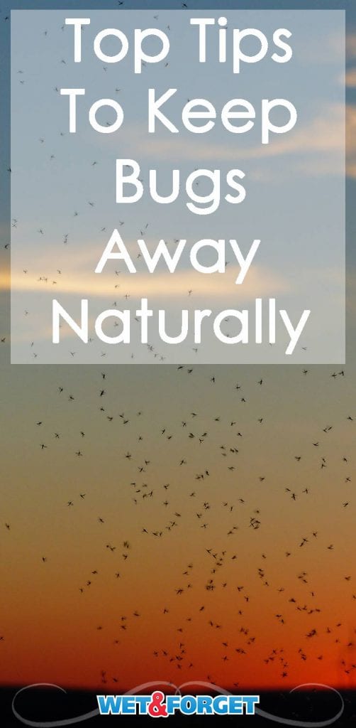 Discover 5 Tips for Keeping Bugs Away the Natural Way! Life's Dirty