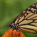 8 Plants that Attract Butterflies and Hummingbirds
