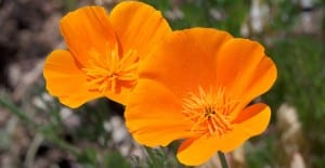 beautiful annual california poppies