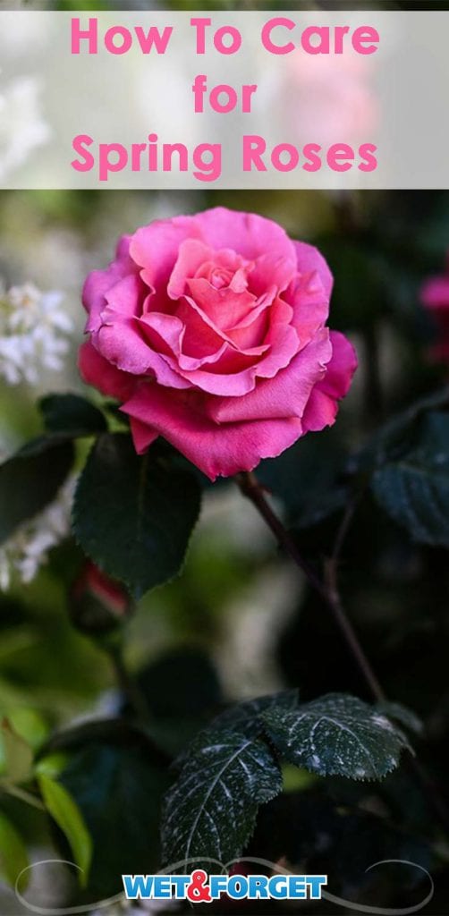 All Rose & No Thorn! 3 Key Spring Rose Care Tips for Top Blossoms