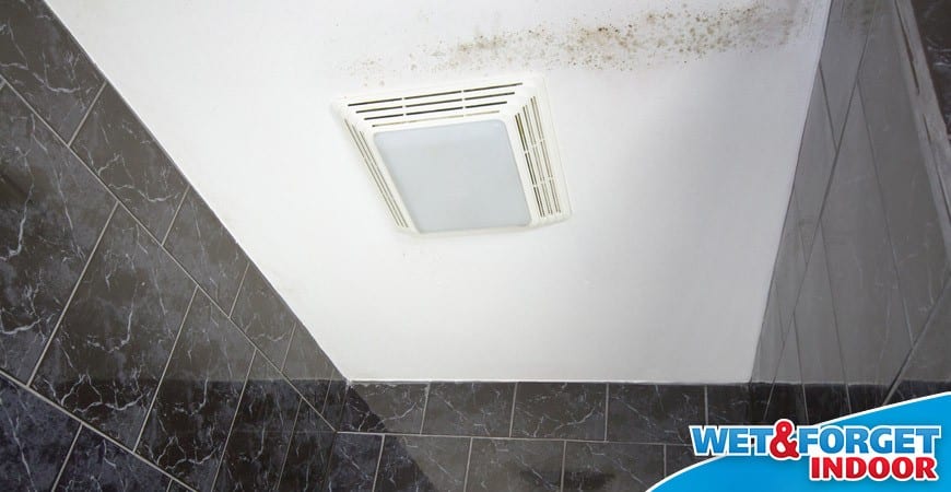 Ask Wet Forget Wet Forget Indoor Stops Bathroom Mold And