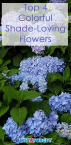 These 4 shade loving flowers are a great way to make your garden more colorful.