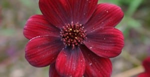 Brightly fragrant cosmos plant