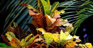 croton houseplant