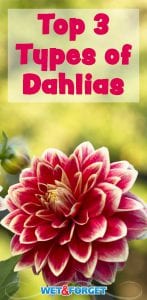 Make your garden more colorful by growing dahlias!