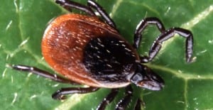 how to kill deer ticks