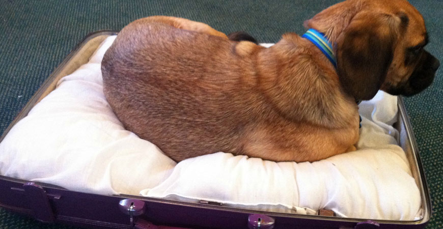 diy suitcase dog bed