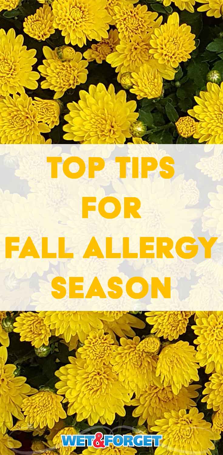 Ragweed Alert How To Survive 2023s Supercharged Fall Allergy Season