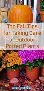 Keep your outdoor potted plants healthy this fall with these tips and pointers!