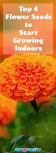 Find out which flower seeds are suitable to start growing indoors for the spring season!