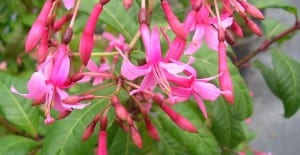 Annual and Perennial Flowers for Shade