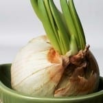 Plant Homegrown Garlic this Fall, and Discover the Deliciousness!
