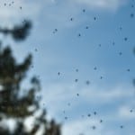 Gnat Attack! Wipe out Disgusting Gnats with these 5 Easy Tips