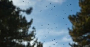 gnat removal