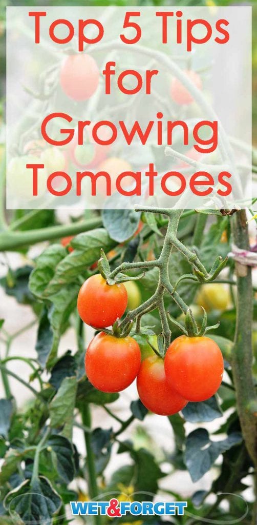 Use these 5 Tips and Discover how to Grow the Best Tomatoes this Year