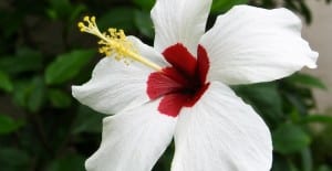 hibiscuis houseplant