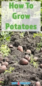 How To Grow Potatoes 147x300 