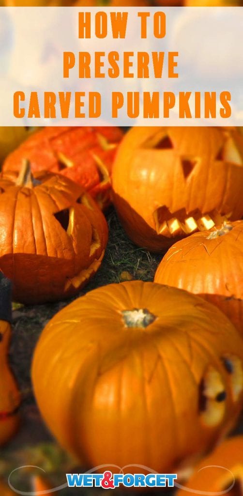 Top Gourd Tips: From Pumpkin Carving to Jack O'Lantern Preservation ...