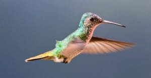attract humming birds