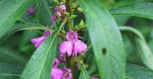impatiens plants are perfect for shade