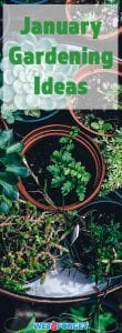 January marks a new year of gardening! Read about the best ways to get a jump start on your spring gardening this month!