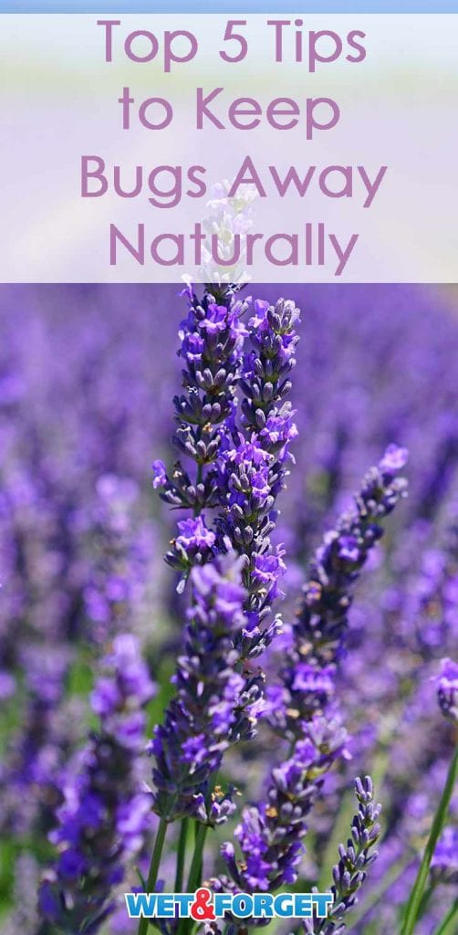Discover 5 Tips for Keeping Bugs Away the Natural Way! Life's Dirty. Clean Easy.